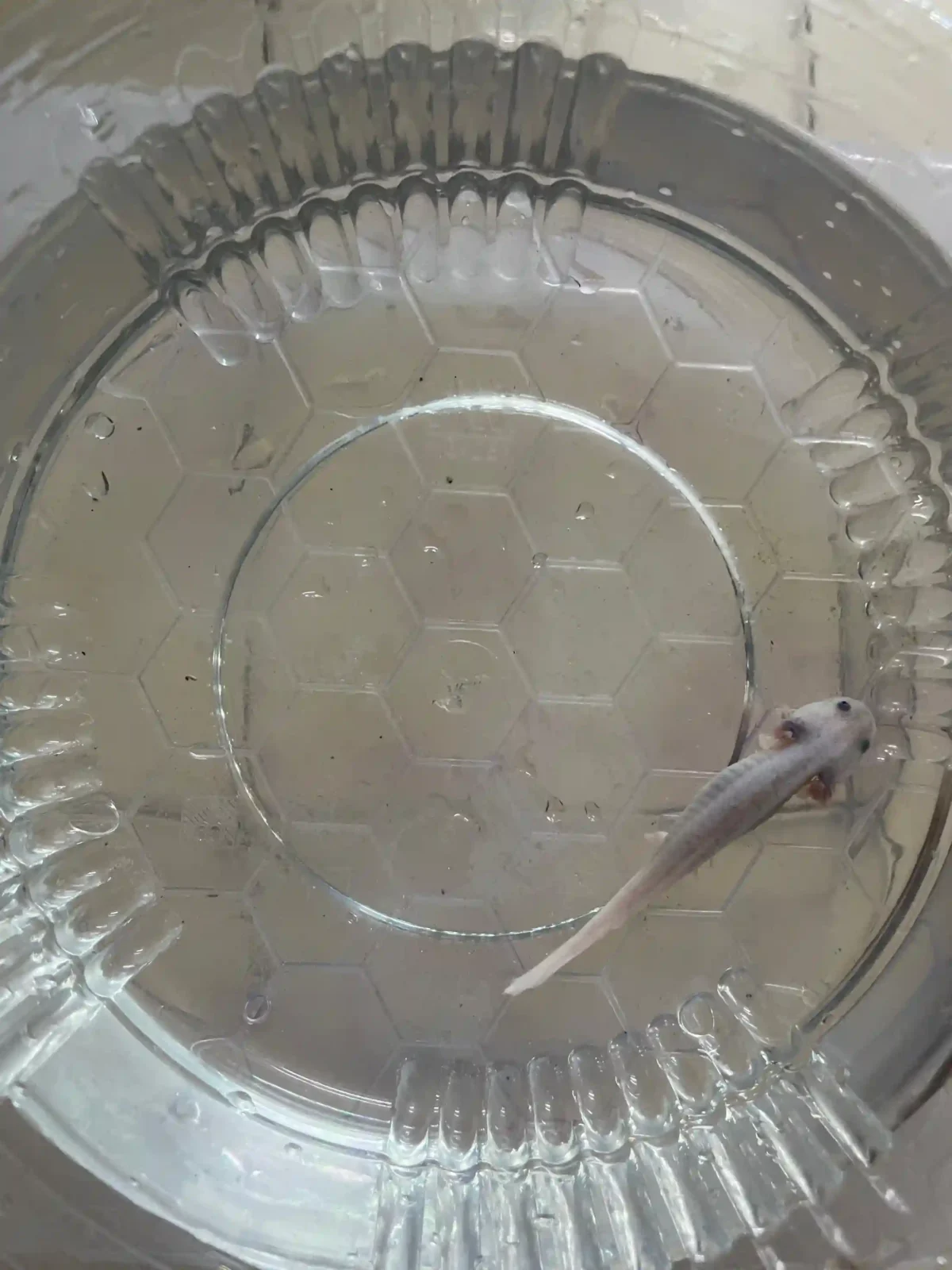 Axolotl Leucistic Tür 7-10 CM - Görsel 2