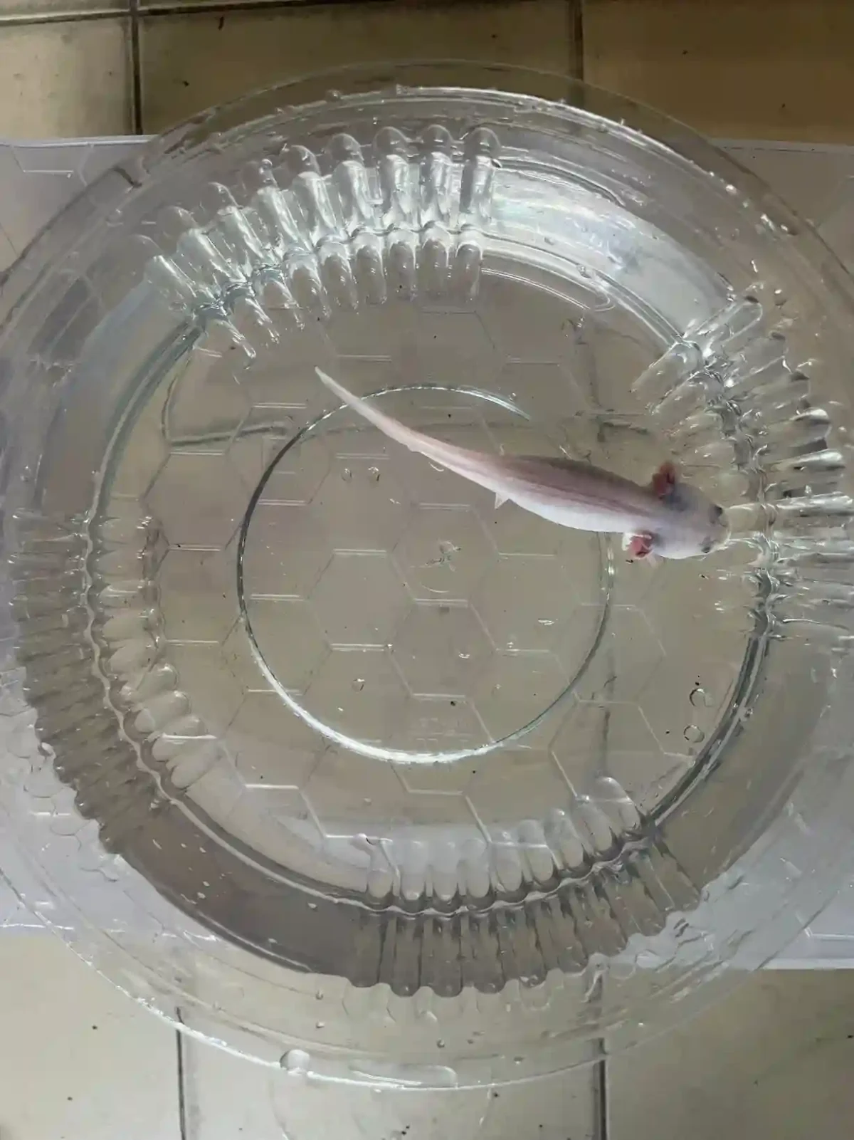 Axolotl Leucistic Tür 12 CM - Görsel 2