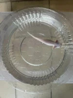 Axolotl Leucistic Tür 12 CM - Görsel 2