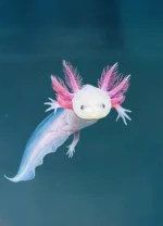 Axolotl Leucistic Çift DAMIZLIK Altı 15 CM