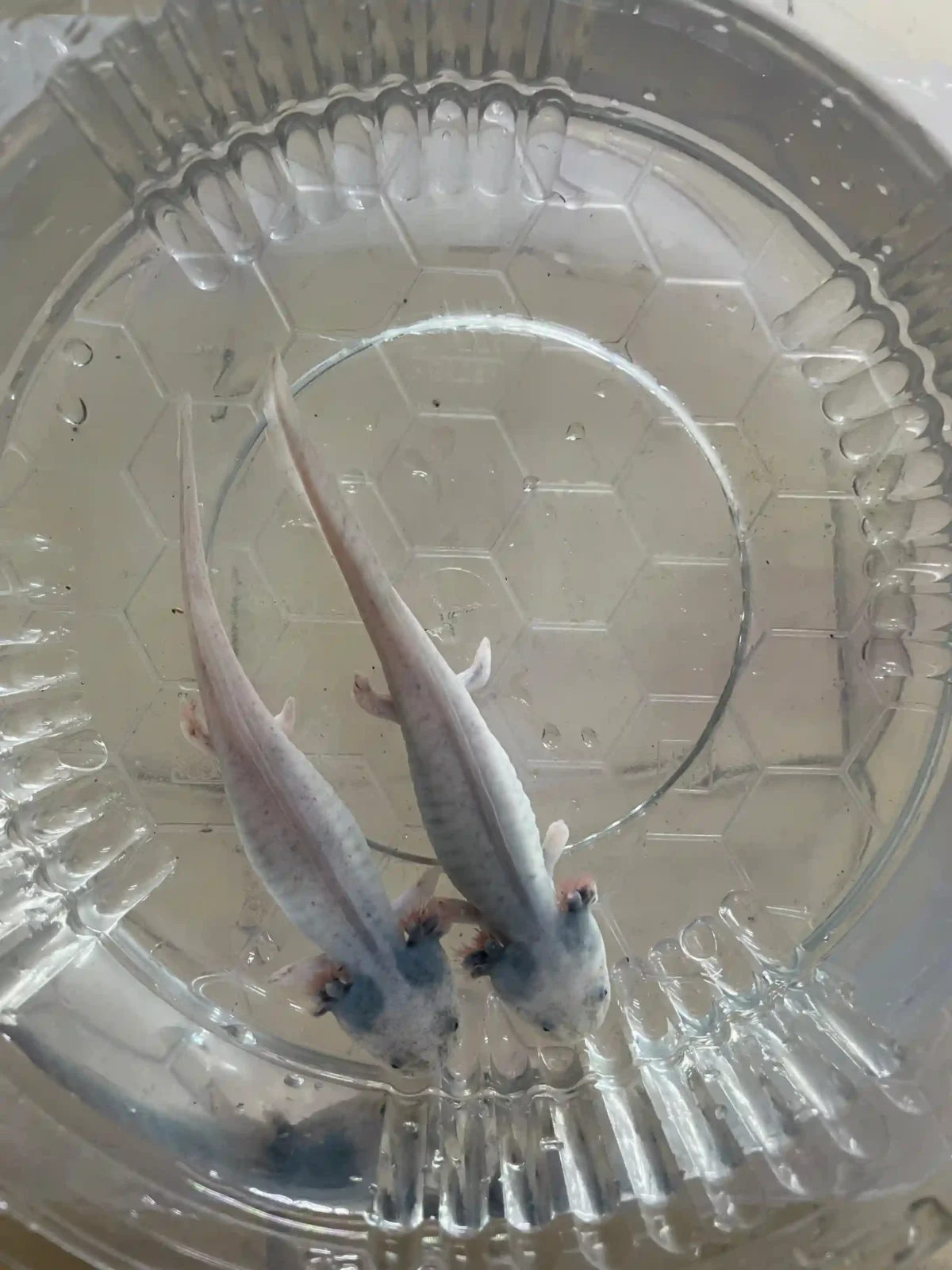 Axolotl Leucistic Çift DAMIZLIK Altı 15 CM - Görsel 2