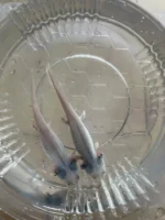 Axolotl Leucistic Çift DAMIZLIK Altı 15 CM - Görsel 2