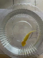 Axolotl Golden Tür 7-10 CM - Görsel 2