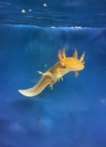 Axolotl Golden Tür 7-10 CM