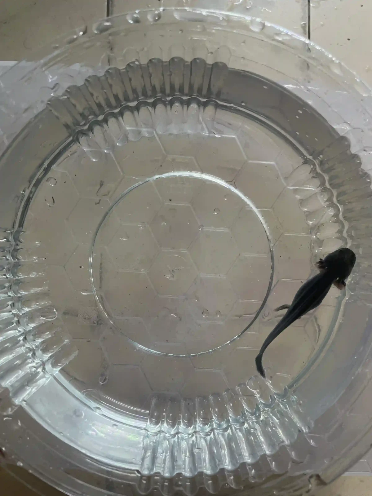 Axolotl Melanoid Tür 7-10 CM - Görsel 2
