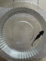 Axolotl Melanoid Tür 7-10 CM - Görsel 2